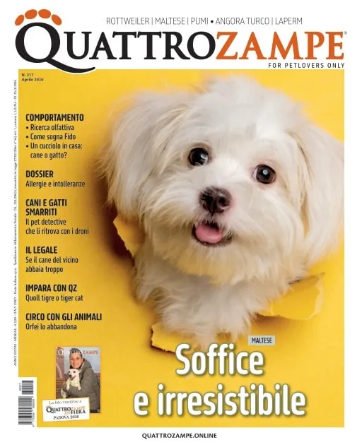 Quattro Zampe (Italiensk)